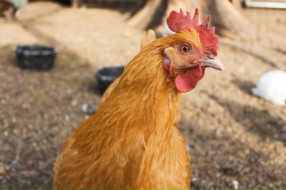 Kokoš