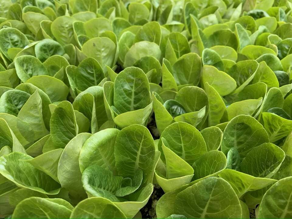Presadnice salate