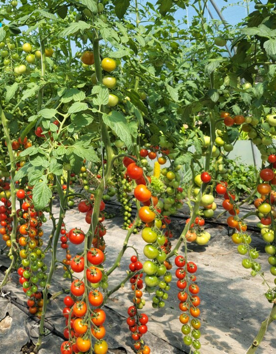 Rajčica cherry na stabiljci