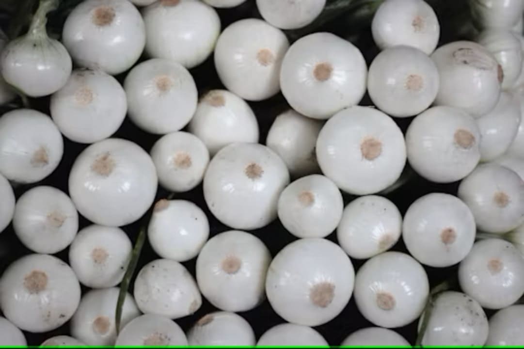 Luk (Snowball)